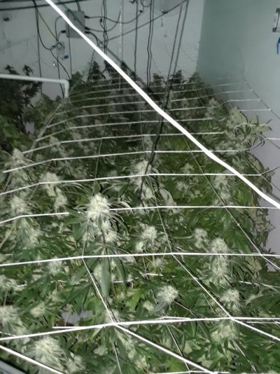 Co2 Toxity?!