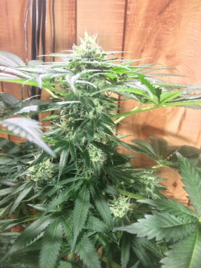 would-like-to-know-how-my-best-plant-is-doing-8.jpeg