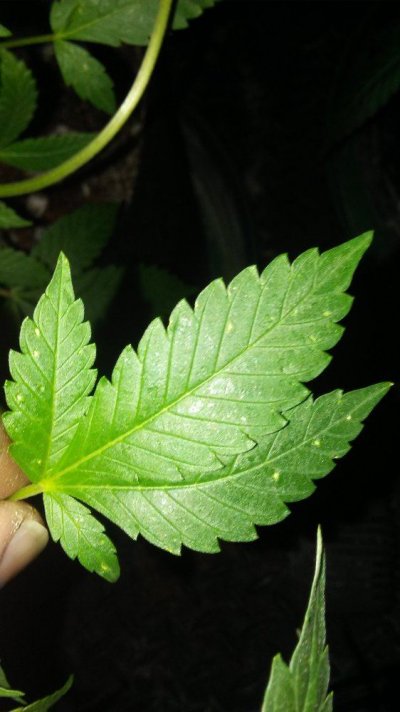 Worms On Underside Of Leaves