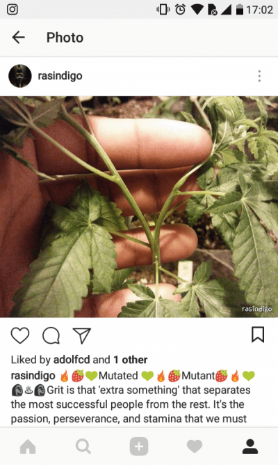 Anyone Ever Seen Leaves Shaped Like This?