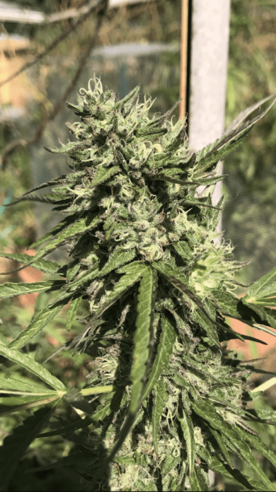 2017 Cali Outdoor Grow