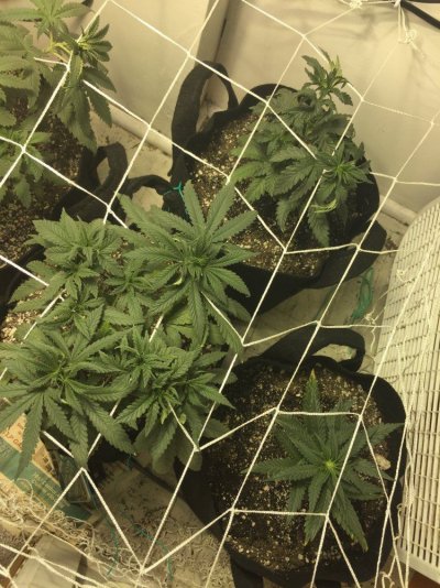 honey-cream--dynamite-og-3.jpg