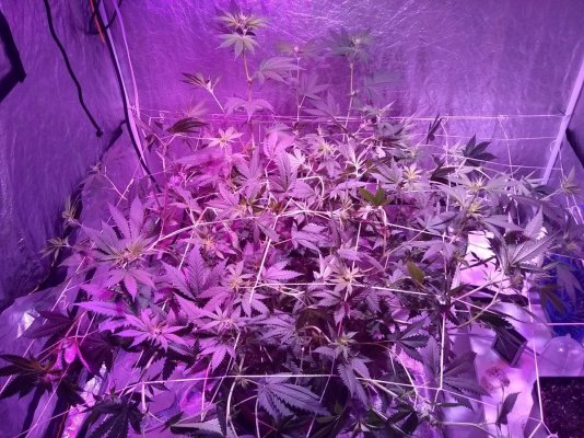 Adding Aroma And Flavor During Grow?