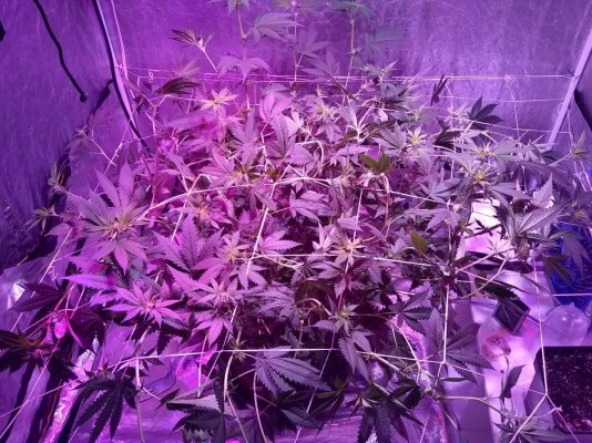 Adding Aroma And Flavor During Grow?