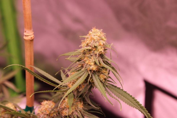 A11 f4 late flower nug shot.JPG