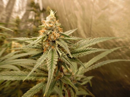 Realstyles Organic Led Grow
