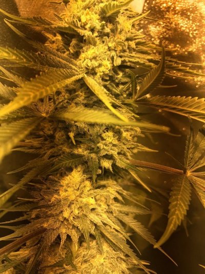 First Time Growing Help With Trichomes