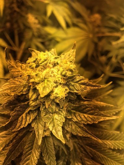 First Time Growing Help With Trichomes