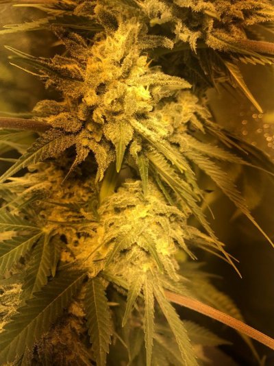 First Time Growing Help With Trichomes