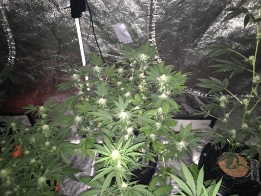 First Time Grower/ Best Bang For The Buck /budget Grow