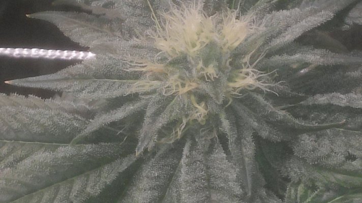 bubbas girl closeup.jpg