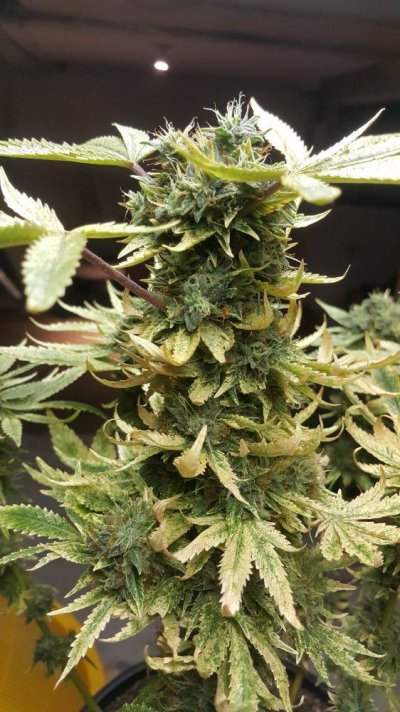 What Kind Of Little Infant Cannabis Killer Is This?