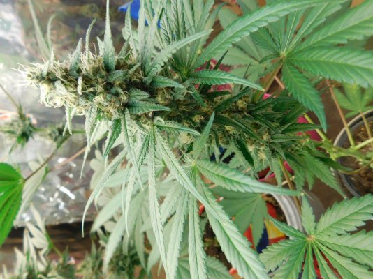 Multi Strain Grow