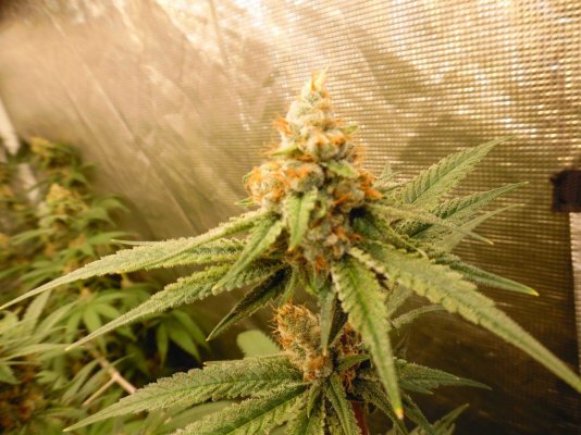 Realstyles Organic Led Grow
