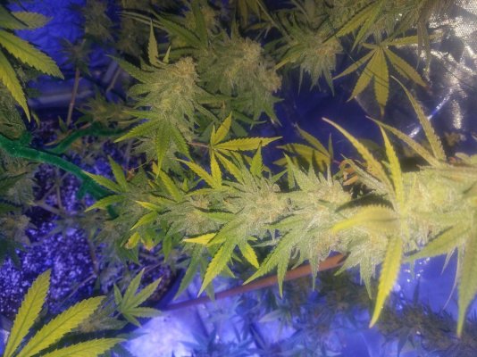 Long Time Grower First Time Hydro