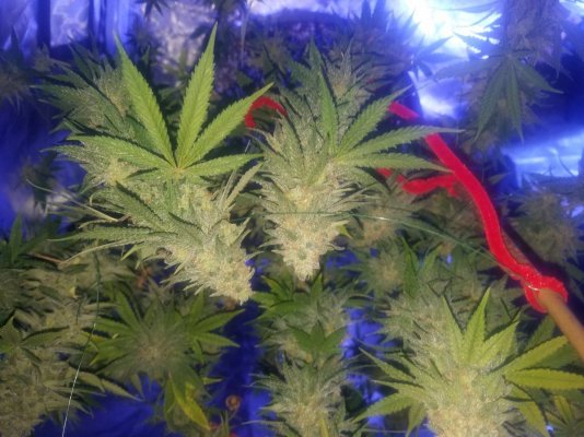 Long Time Grower First Time Hydro
