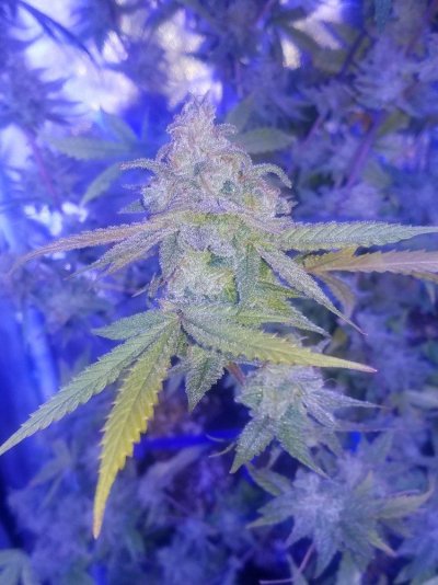 Help First Grow