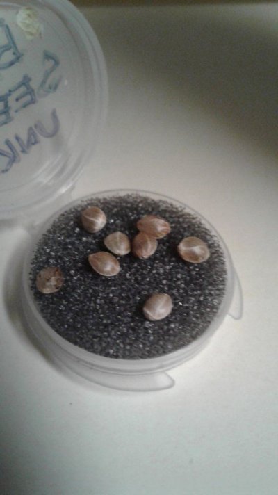 Bag Seed With A Comeback!