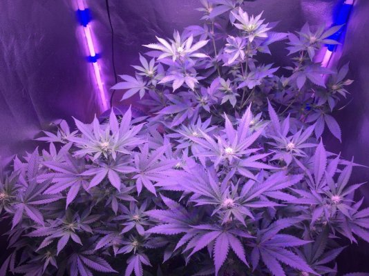 perpetual-growtranfers-9.jpg