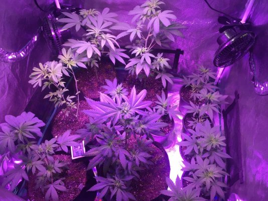 perpetual-growtranfers-12.jpg