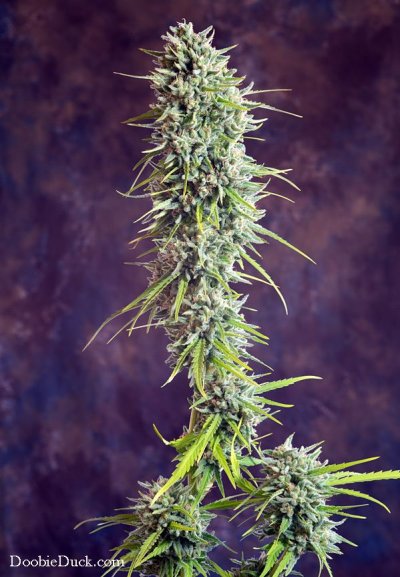 Doobieduck Summer 2017 Grow