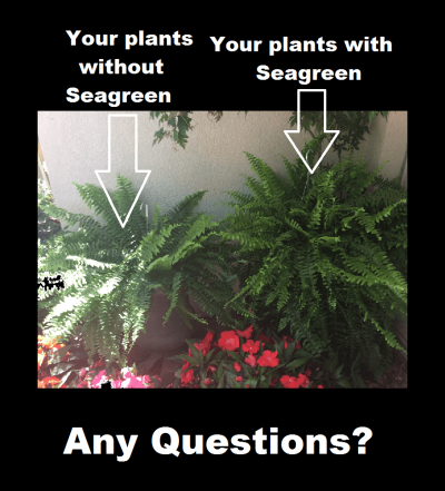 Strawberry Cream Soda