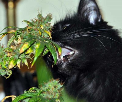 cat plant.jpg