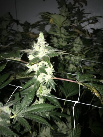 Let's See Your Frostiest Flowers