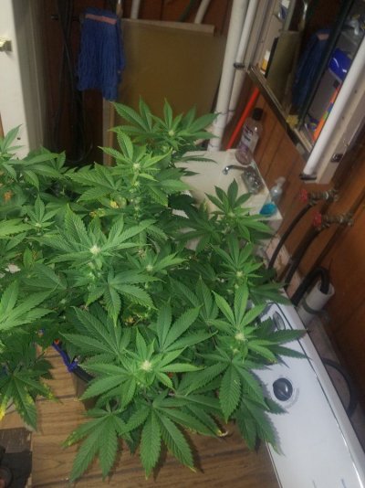 Organic Soil Grown Green Avenger, White Widow, Cinderella 99 And More.
