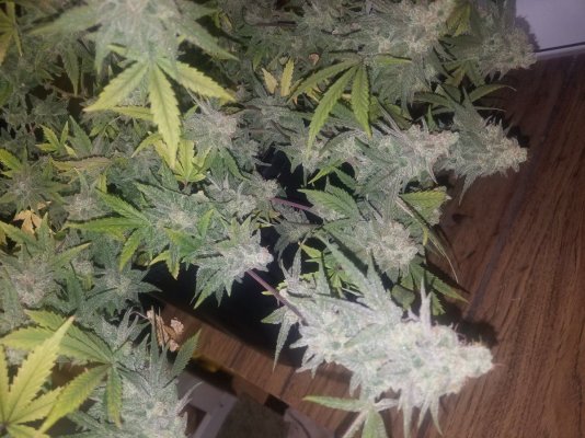 Organic Soil Grown Green Avenger, White Widow, Cinderella 99 And More.
