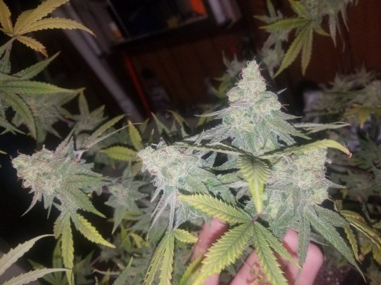 Organic Soil Grown Green Avenger, White Widow, Cinderella 99 And More.