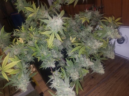Let's See Your Frostiest Flowers