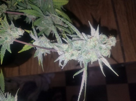 Let's See Your Frostiest Flowers