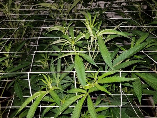 Blistered Foliage Among Other Things.....stumped