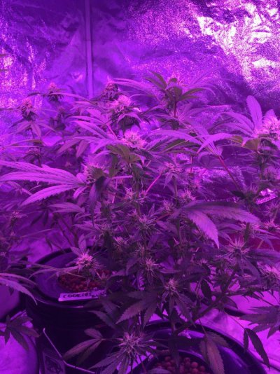 Cali-c Larry Og