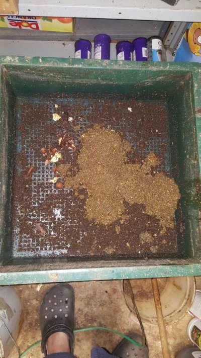 Worm Bin Activity