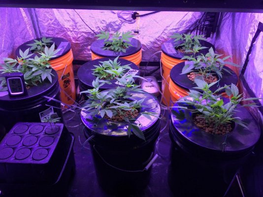 3 Dwc 3-gallon Buckets Connected Together - No Recirculation