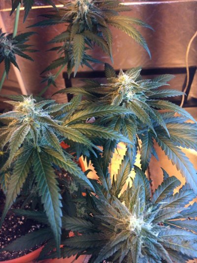Aurora Indica