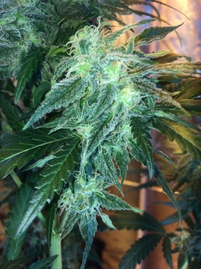 Aurora Indica