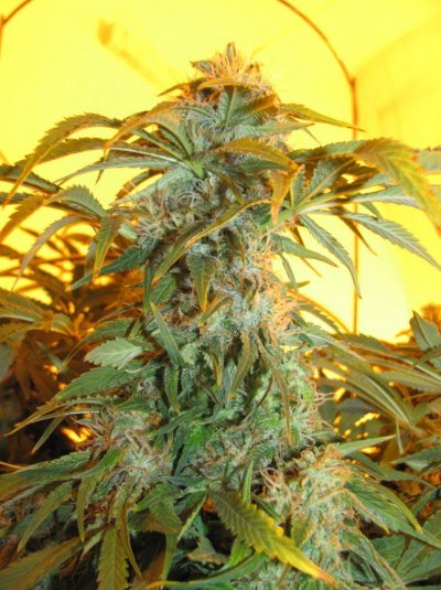 60 X 1000 Watts Under Current Hydro 20 Tons Of Ac And Some Co2