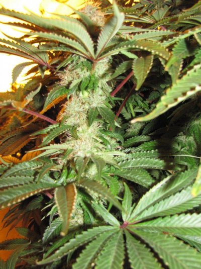 60 X 1000 Watts Under Current Hydro 20 Tons Of Ac And Some Co2