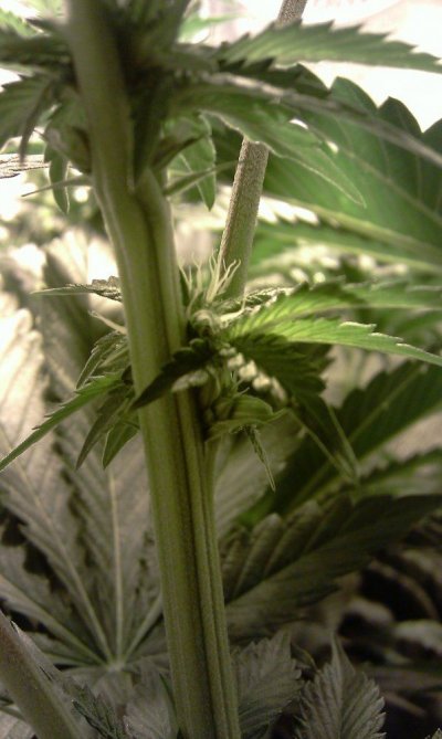 IMAG0096.jpg