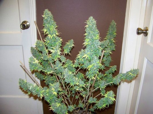 ReeferMadness #2.jpg