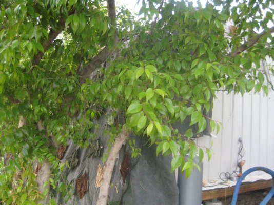 hydro-grow-from-build-to-finishhopefully-7.jpg