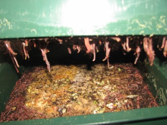 Worms in soil