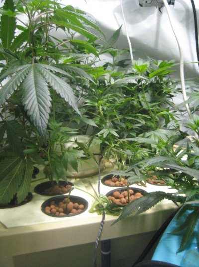 plants 042.jpg