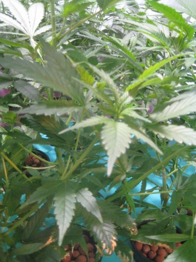 plants 039.jpg
