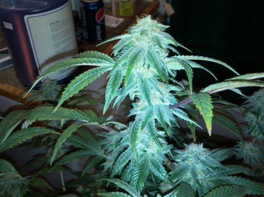 chem4-banana-og-e32-trainwreck.jpg