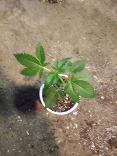 IMG_20171118_105032.jpg