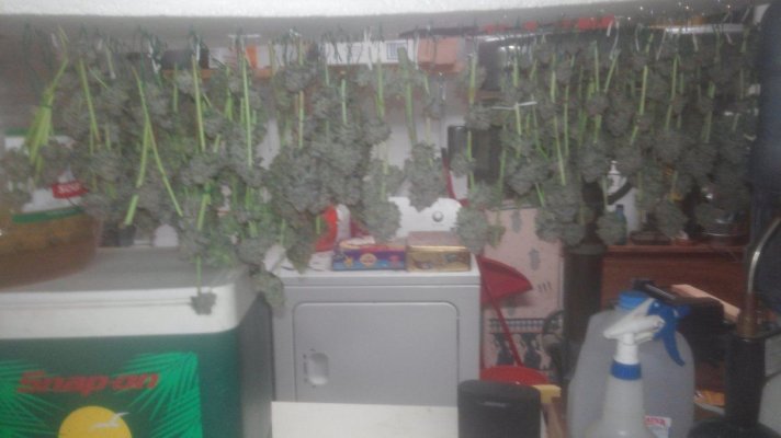 Harvest.jpg